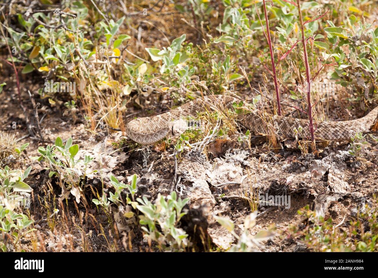 WESTERN Diamond Back Klapperschlange in der Sonoran Wüste. Stockfoto