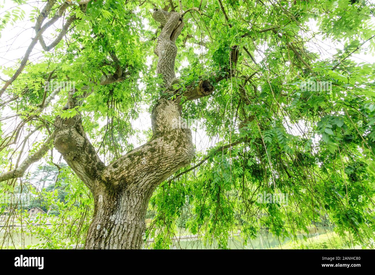 Weinend Asche, oder Asche 'Pendula', Fraxinus excelsior "PENDULA", Frankreich, Paris, Orleans, Orleans-la-Source Parc Floral de la Source // Frêne pleureu Stockfoto