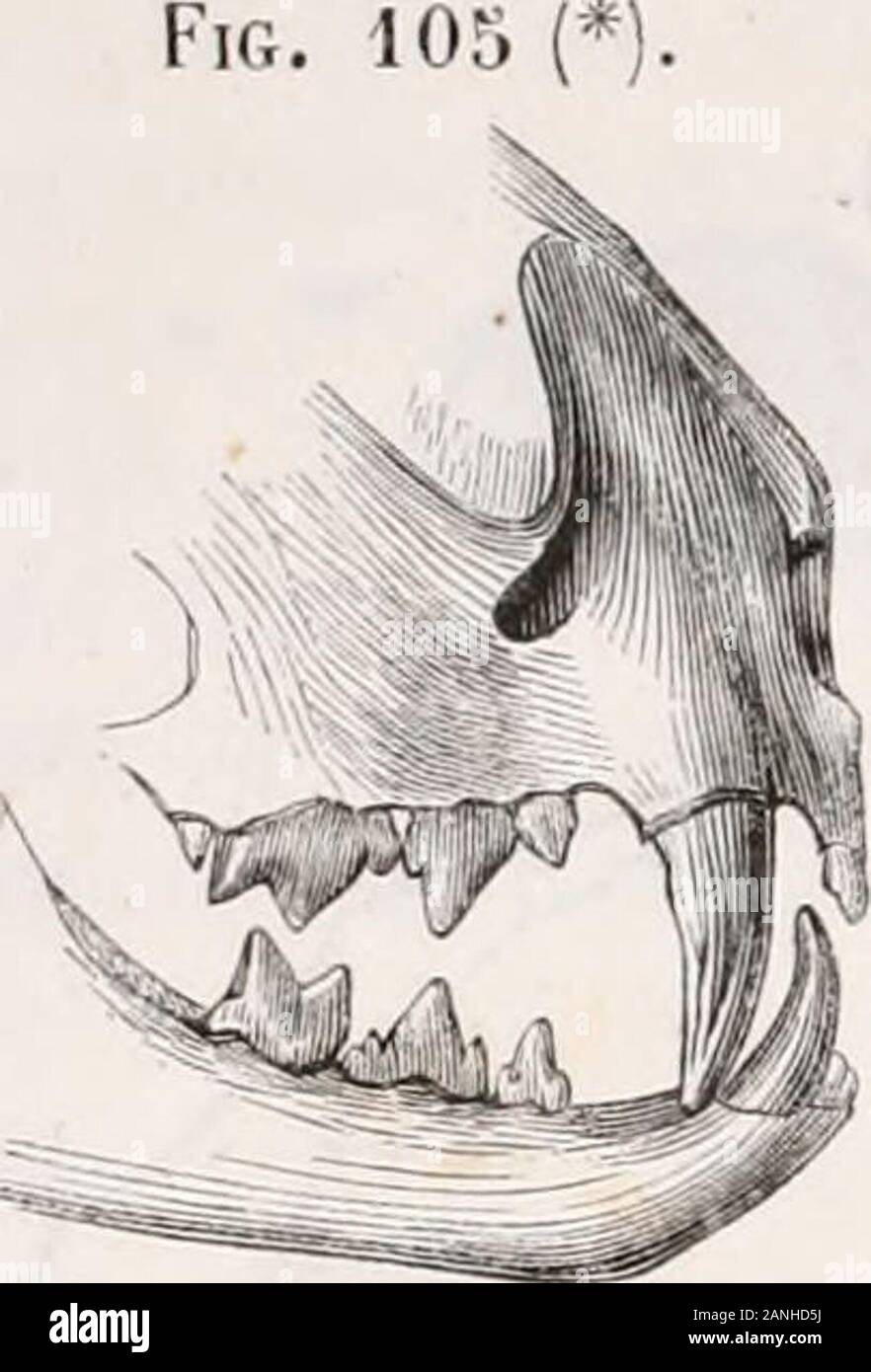 "Traité d'anatomie comparée des Animaux domestiques. (*) Bild. 10. - Fiie latérale et générale des Dents du Chien. (??) Lig. lOi. Aiii-anlérieiire des incisives et Îles crjvhcls Dun chien dUin ein. 22 338 DE lappareil Digestif chez les mammifères. "Elles ont remarquables par Leur échiianlc Blancheur, quelles labsence doivent à de cément sur la couche émailleuse. G. Dents du Chat. - Le Chat présente trente Dellen: douze incisives, quatrecrochets et Quatorze molaires, nicht Huit à la mâchoire su-périeure et sechs à-linférieure. Toutes ces Dellen sind construites sur le même Typ quecelles du Chien. Stockfoto