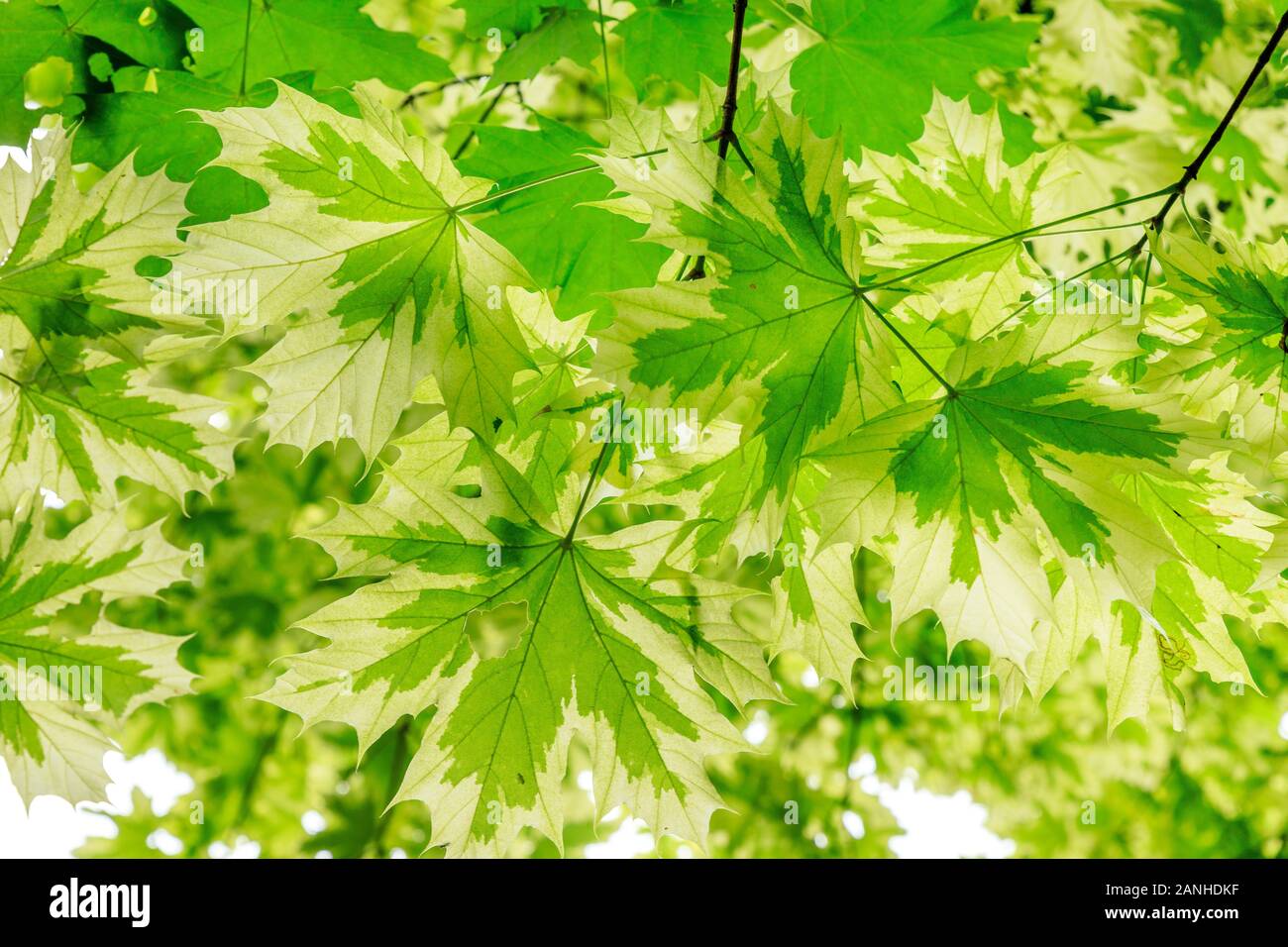 Spitzahorn 'rummondii', Acer negundo 'rummondii', Frankreich, Paris, Orleans, Orleans-la-Source Parc Floral de la Source//Érable Ebene "ru Stockfoto