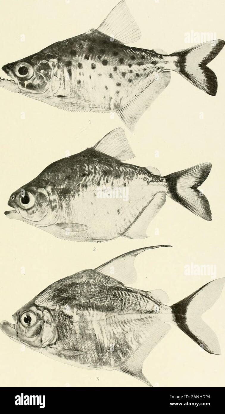 Die süßwasserfische von British Guiana, einschließlich einer Untersuchung der ökologischen Gruppierung der Arten und das Verhältnis der Fauna des Plateaus von der Tiefebene. 1. Chalcinics rotundatus (schomburgk). 186 mm. Nr. 2059 Ein. 2. Carnegiella strigata (Gunther) .41 Nonne. Nr. 1296. 3. Carnegiella strigata (Gunther). 41 mm. Nr. 1296. 4. (Gasteropelecus stemida LesNjEUs). 65 mm. Nr. 1101. Memoiren Carnegie Museum, Bd. V. Platte LVI. fc * -3^J. 1. Serrasalmo rhombeus (Linnaeus). 56mm. Nr. 1741. 2. Pygocentrus bilineatusEigenmann. (Co-Art.) 56 mm. I. U. Nr. 11.757. 3. Catoprion Mento (Cuvier). 79 mm. Art.Nr. Stockfoto