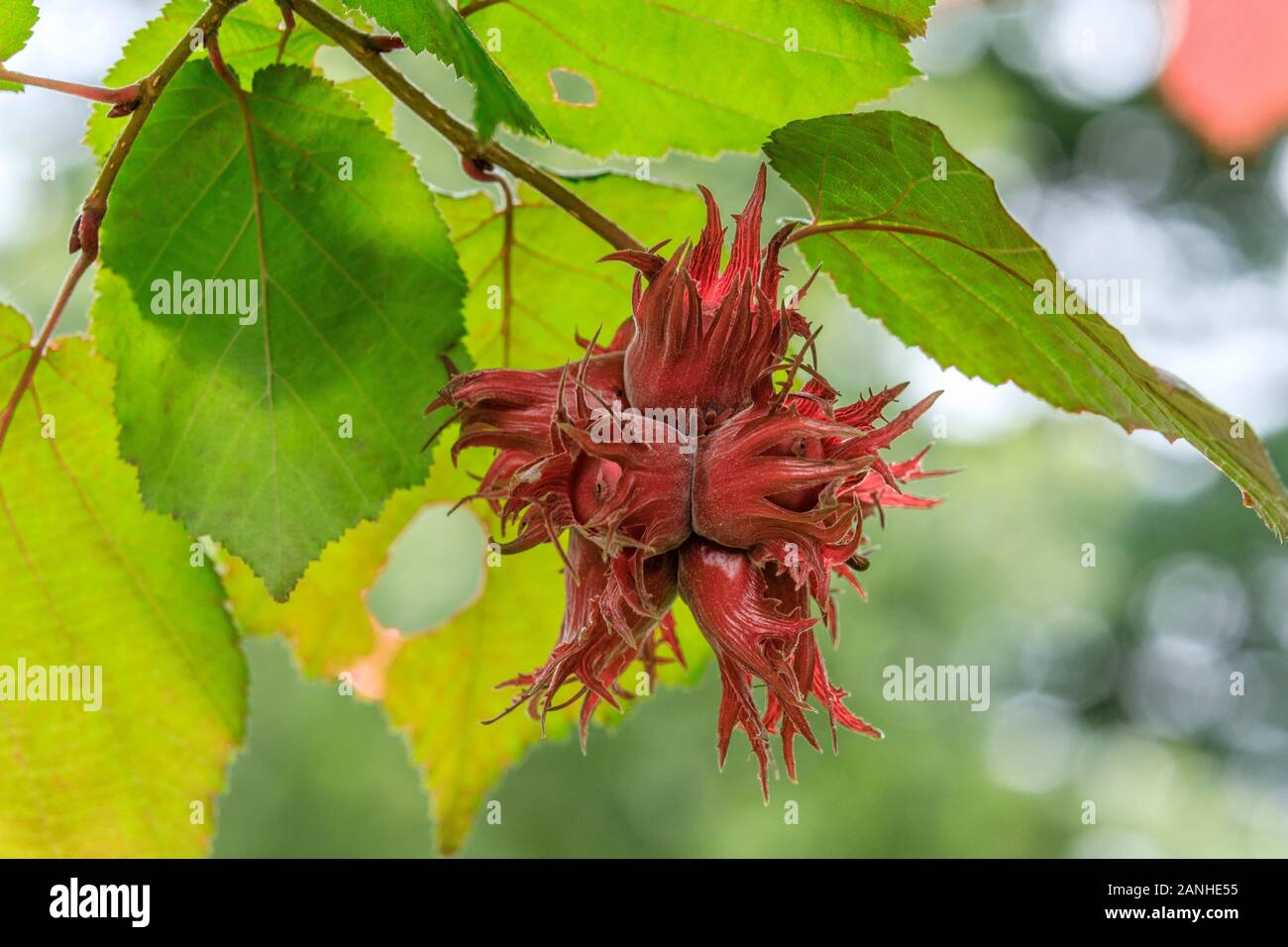 Muttern der Türkische Hasel" Te-Terra Rot' oder Türkischen Filbert, Corylus colurna Te-Terra 'Rot', Frankreich, Orleans, des Parc Floral de la Source // N Stockfoto