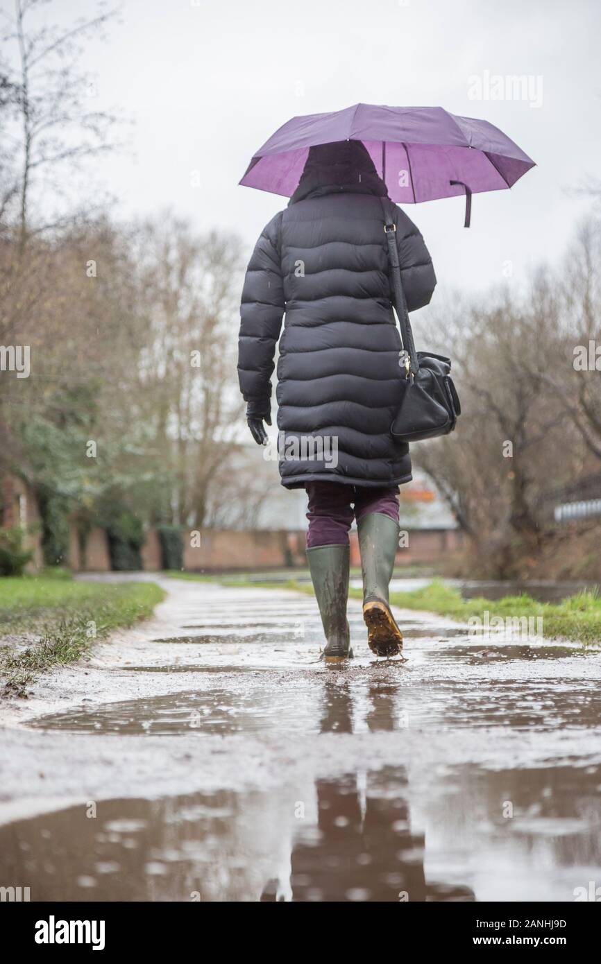 Kidderminster, Großbritannien. Januar 2019. Wetter in Großbritannien: Bei nassem Wetter sind die Wasserstände auf dem Vormarsch, und sogar die Gehwege werden überschwemmt, was Fußgänger dazu zwingt, auf ihre wellington-stiefel zurückzugreifen. Eine Frau, die Regenschirm, niedrigen Winkel und Rückansicht hält, wird hier isoliert gesehen, indem sie im Regen durch die Pusteln in ihren Schweißnähten entlang eines Kanalschleppweges geht. Der Monat Januar erweist sich als nasser, trostarker Start in das neue Jahr. Credit: Lee Hudson/Alamy Live News Stockfoto