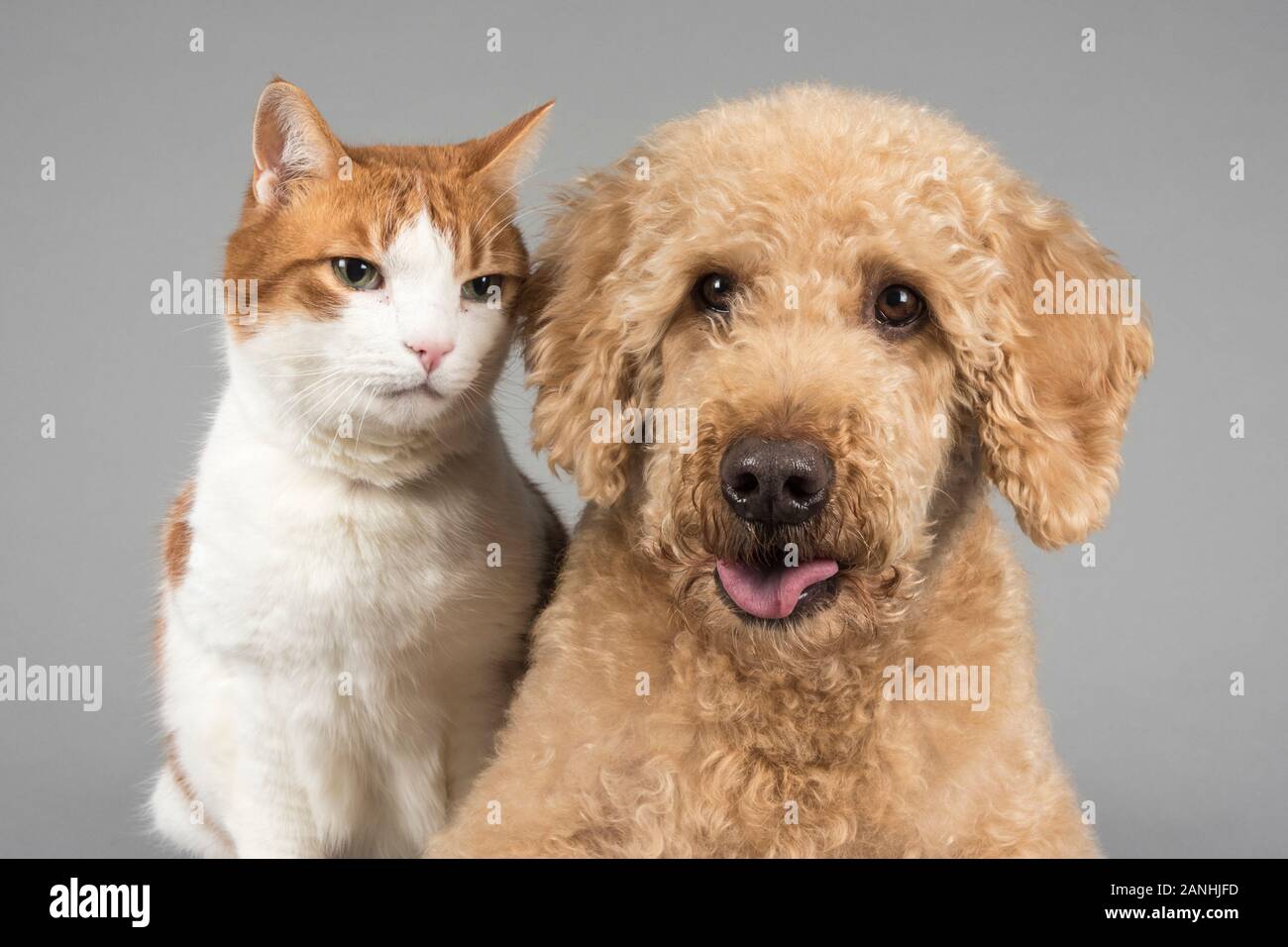 Katzen- und Hundefreunde, Großbritannien. Stockfoto