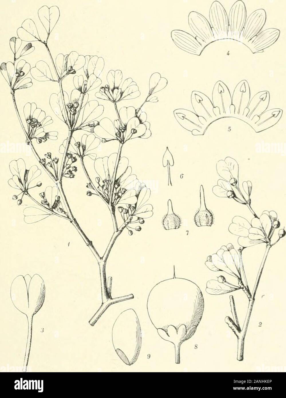 Madagaskar: Les Bois de la Forêt d'Analamazaotra. 1 Ai • w1 ||:1 1; Mi: ... ii Faucherea baumannii H. Lee. (Sapotaciîcs). IMl&gt;. CATALA 1 - RiIrES, PARIS. A. CHAI. ICH A. MEI, I-DITFUR. SAPOTACEES Faucherea parvifnlia II. Lee. Nom: Nato indigrnc keliraviua. Spécimen étudié: Thouvonot n i 35 (Siehe pi. Âo). . Rbre de 18-20 mètres avec contreforts à la base; peu répandu; sommets et versants. Caractères de numéros 77 et108; Mais plus Grande densité, i, i5-i2o Environ.. Fie. 3. - Laucherea paroifolia II. Lee. 1. Rameau avpc feuilles et Fleurs X: - 2, Rameau avec feuilles et Früchte X&gt;;;;;;;; - •^. Stockfoto