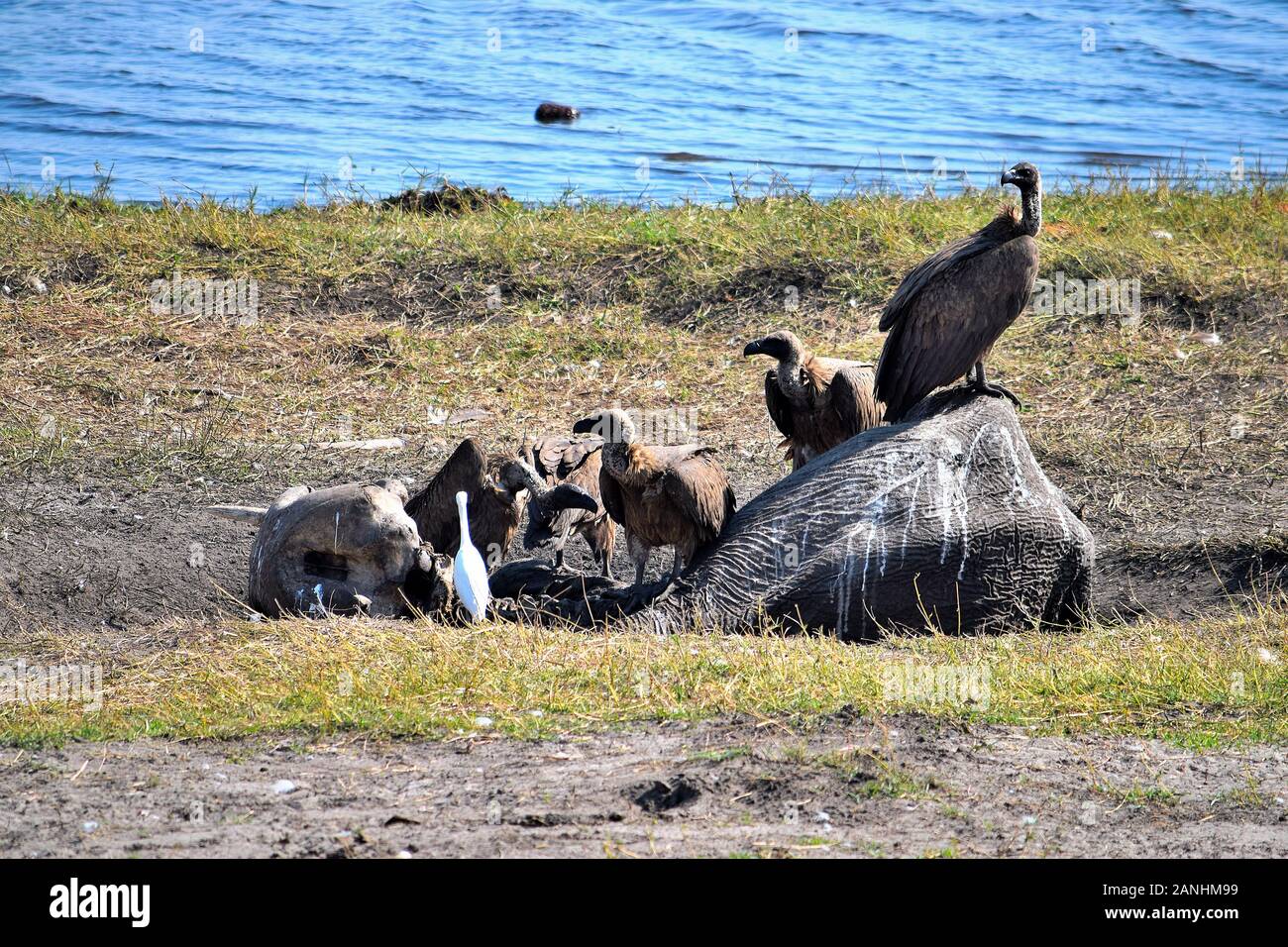 Eine Gruppe von Geier Fütterung Aas auf einem Elefanten im Chobe National Park, Botswana Stockfoto