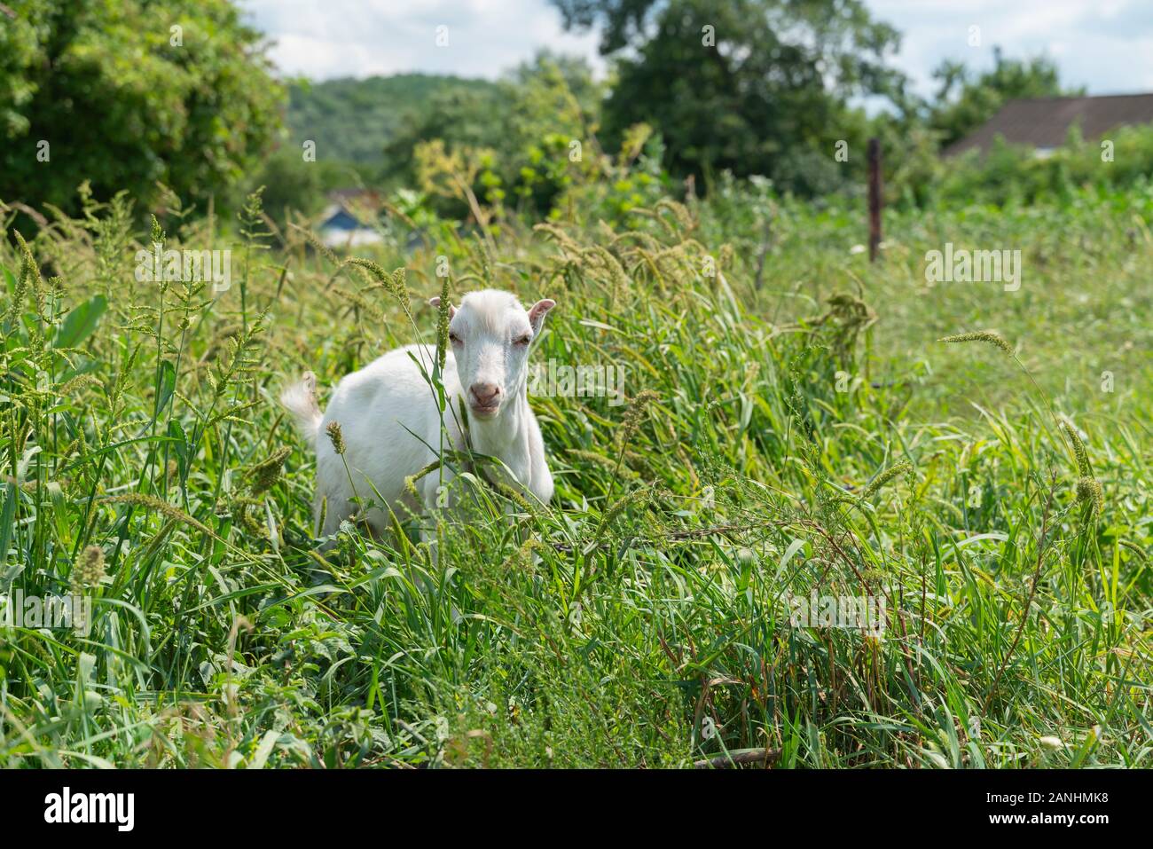 Portrait von weiße Baby Ziegen grasen auf grünem Gras und schönen Sommertag, Landschaft Landschaft, Dächer der Häuser des Dorfes für den Hintergrund. Kid ist ve Stockfoto