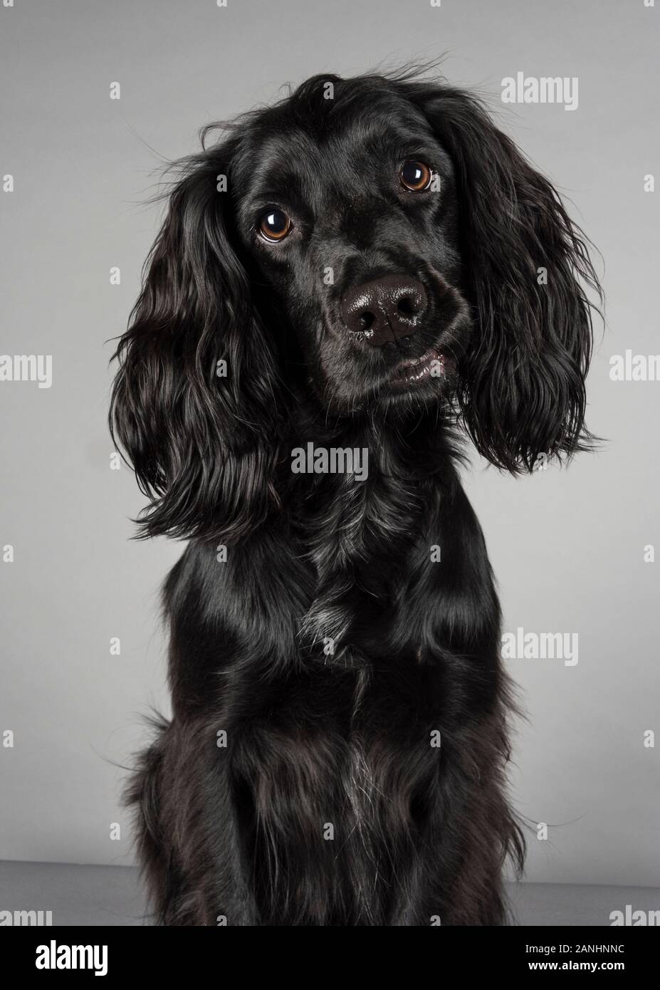 Schwarz arbeitende Zahnräder, 3 Jahre alt, Großbritannien. Stockfoto