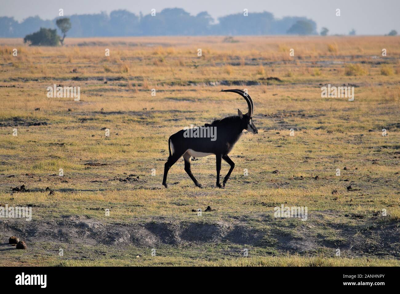 Ein sable Antilope im Chobe National Park, Botswana Stockfoto