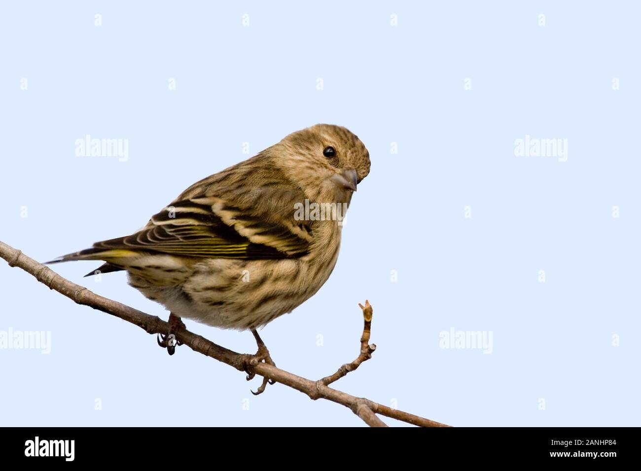 Ein Kiefer Zeisig, spinus Pinus, thront Stockfoto