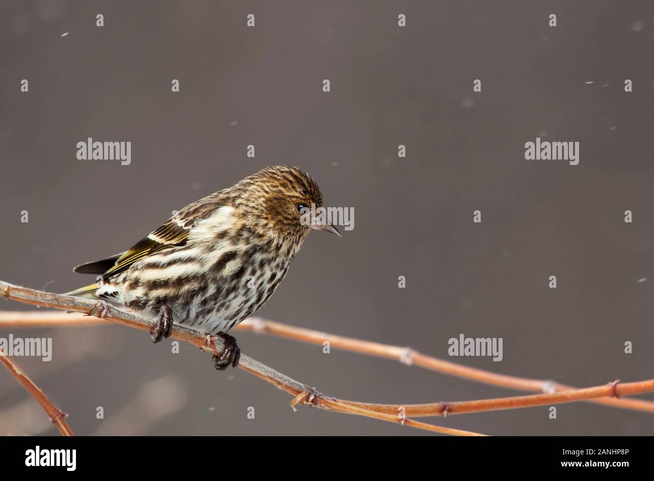 Ein Kiefer Zeisig, spinus Pinus, im Schnee. Stockfoto