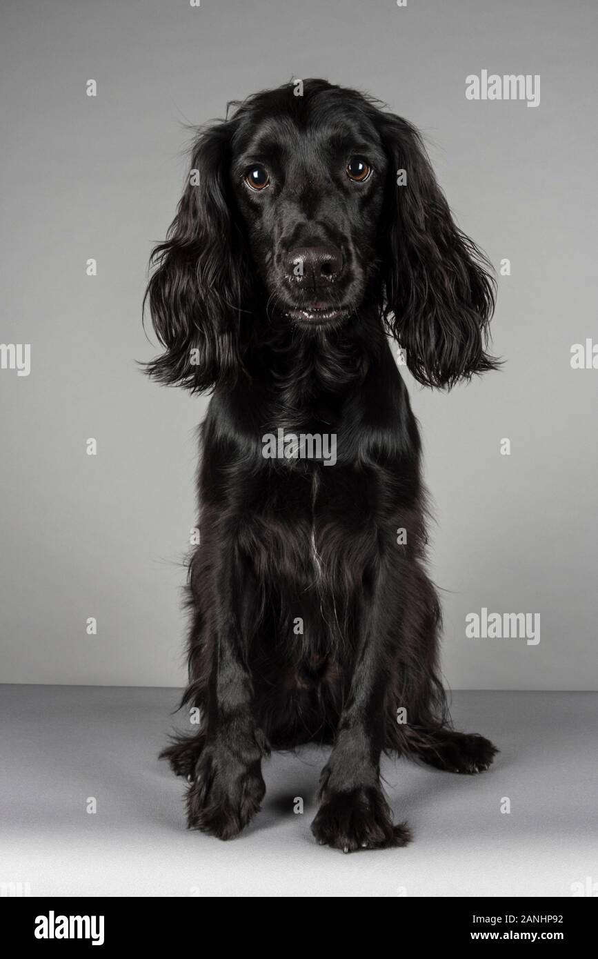 Arbeitszahnradspanner 3 Jahre alt geduldig sitzend, UK. Stockfoto