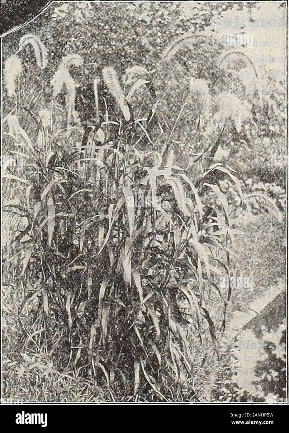 Dreer die 72. jährliche Ausgabe Garten Buch: 1910. Crimson Brunnen Gras (PENNISETUM). Saatgut von Royal Exhibition Pansiea sowie an andere feine Sorten finden Sie auf Seite 97. 156 Stockfoto