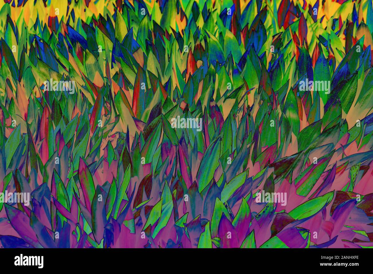 Schöne bunte tropische Blätter Hintergrund. Sommer Konzept. Afrika, Insel Sansibar. Ti Anlage oder Cordyline Fruticosa Blätter, farbenfrohen exotischen Pflanzen. Stockfoto