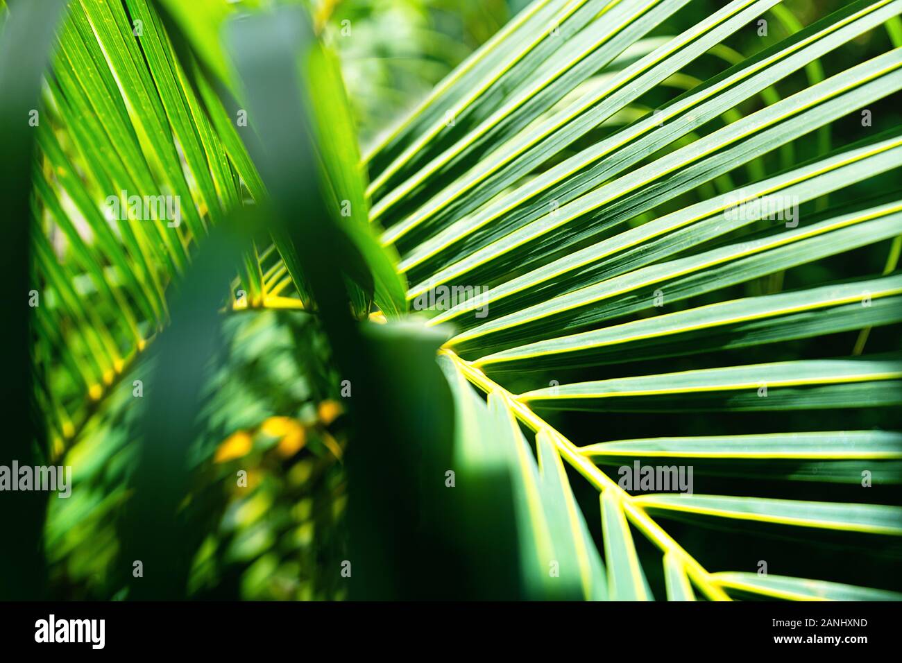 Kokospalmen, schönen tropischen Hintergrund. Sommer Konzept. Afrika, Insel Sansibar. Stockfoto