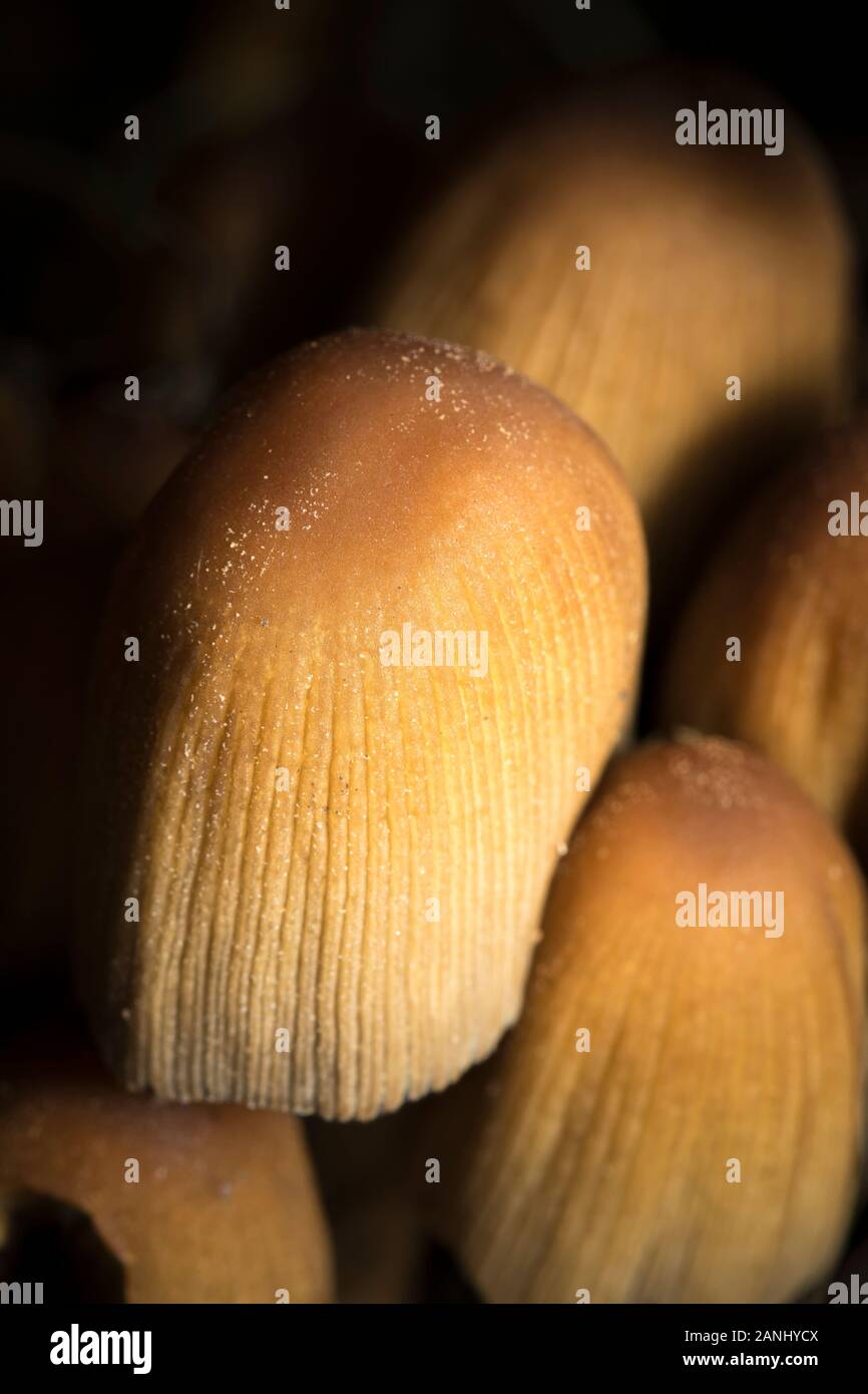 Portrait Nahaufnahme, natürlichen wilden glitzernden Glimmer Inkcap Pilz (Coprinus micaceus Coprinellus,) draußen wachsen in dunklen, feuchten, UK woodland Unterholz. Stockfoto