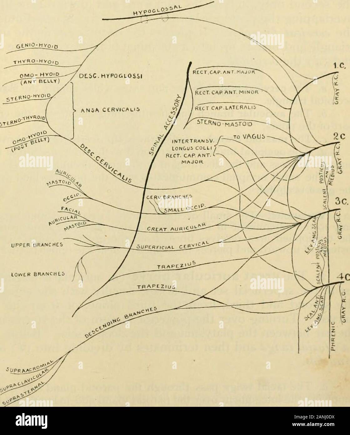 Der menschlichen Anatomie, einschließlich der Struktur und Entwicklung und praktische Erwägungen. Lexus, die der oberen Extremität und der lateralthoracic Wand liefert. Die ZERVIKALEN PLEXUS. Die zervikalen Plexus (Plexus cervicalis) wird von der Union Der anteriorprimary Divisionen {Rr. anteriores) der oberen vier zervikalen Nerven (Abb. gebildet. 1086;. Nach dem Verfahren der ICH IG. bandscheiben Steingrab, übergeben Sie hinter andemerge thevertebral Arterie, die Erste sein - die Bauchmuskel und der capitislateralis rectuscapitis minormuscles anticus Tween, und der othersfirst zwischen den transversales musclesand dann zwischen Stockfoto