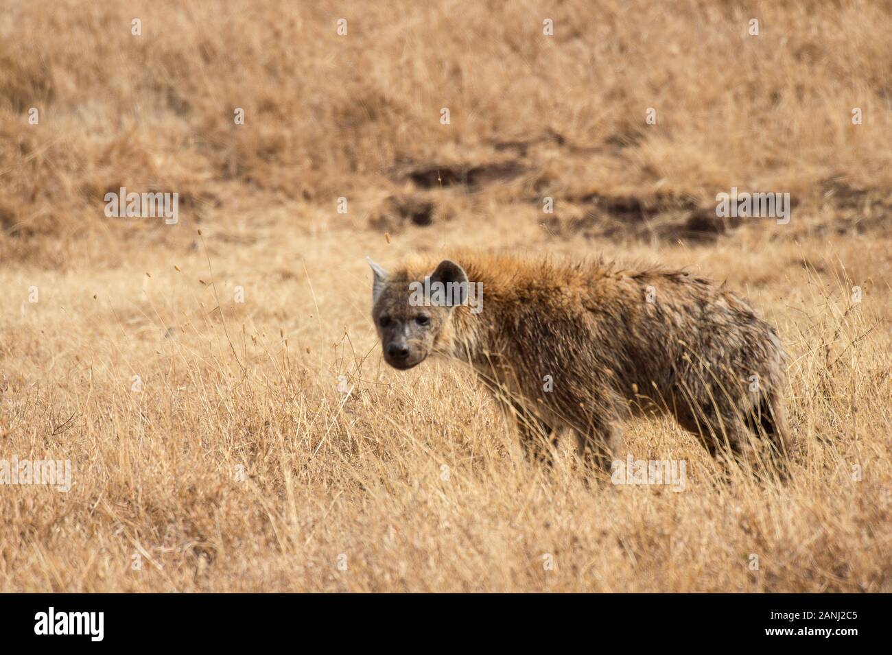 Geflecktes Hyena, Crocuta Crocuta, Hyaenidas, Ngorongoro Conservation Area, Tansania, Afrika Stockfoto