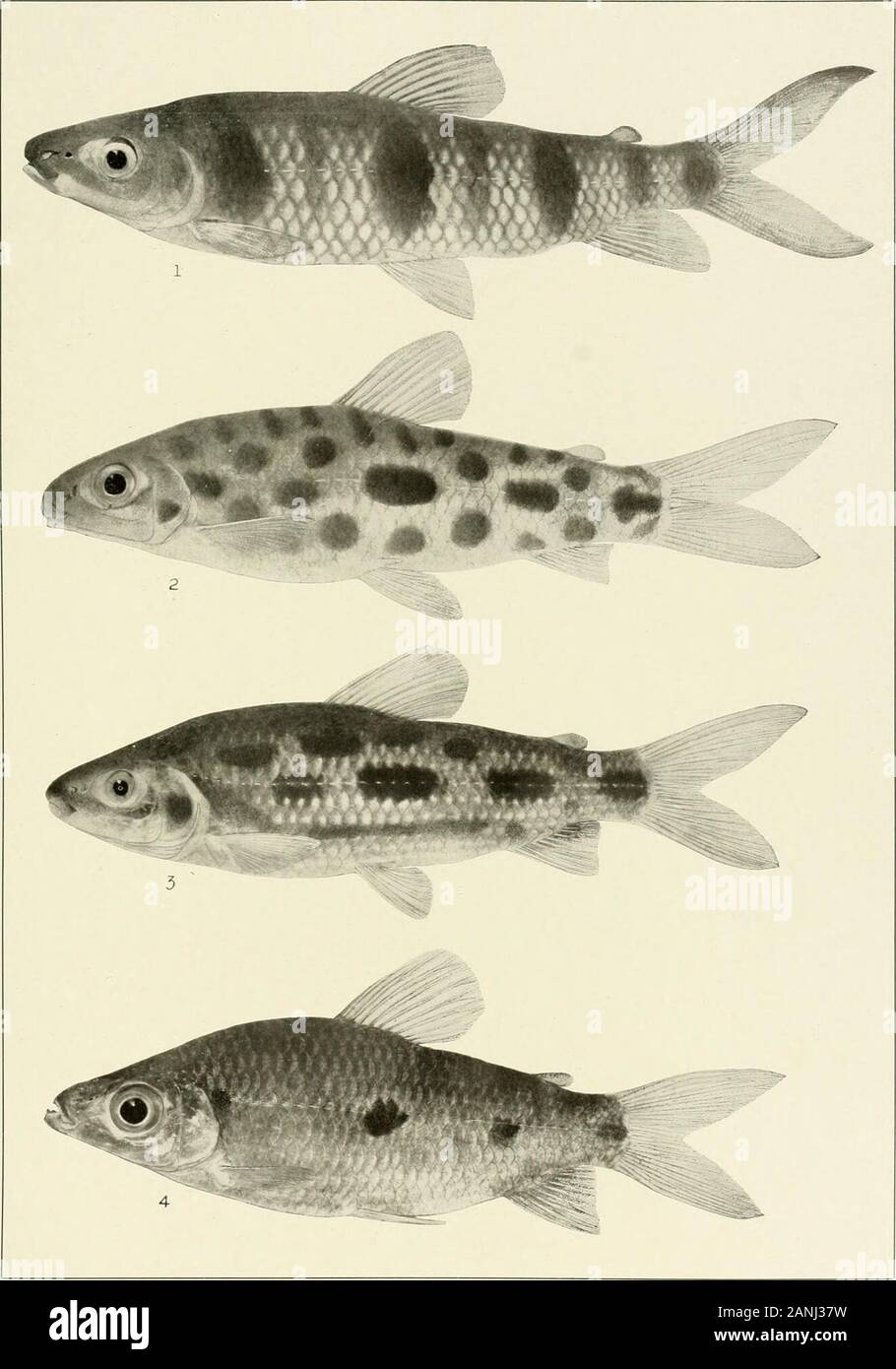 Die süßwasserfische von British Guiana, einschließlich einer Untersuchung der ökologischen Gruppierung der Arten und das Verhältnis der Fauna des Plateaus von der Tiefebene. Memoiren Carnegie Museum, Bd. V. Platte XLI 1. 1. Leporinus alternus Eigenmann. (Typo.) 200 Nonne. Nr. 1S 27. 2. Leporinus andThoschel maculatxis Miller. 73 mm. I. U. Nr. 12.127. 3. Leporinus granti Eigenmann -. (Typ.) 144 mm. Nr. 1851.4. Leporinus friderid (Bloch). 64 mm. Nr. 2214. Memoiren Carnegie Museum, Bd. V. Platte XLIV. Stockfoto