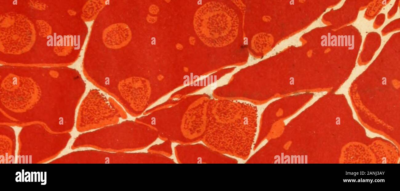Einfluss von Gemüse begrünte mit Kupfer Salzen auf die Ernährung und die Gesundheit des Menschen. de, Herzmuskel-, Lungen,- und Rückenmark. Abschnitt einer großen intestme umfasst eine worm-Knoten in submucoustissue. Sinusoiden der Leber Läppchen kaum angegeben. Zellen staincompactly. In der Niere Sektionen, Gruppen von Nekrotischen Epithelzellen incross Abschnitt der Tubuli. Einige kleine endothehal-cell Schwerpunkte auch presentin interstitielle Gewebe. In Milz einen moderaten Anstieg der polynuclearleucocytes. Alveolen in der Lunge mit einem fein granularreddish gebeizt Material gefüllt. Bei diesen Tieren die mikroskopische Untersuchung, Stockfoto