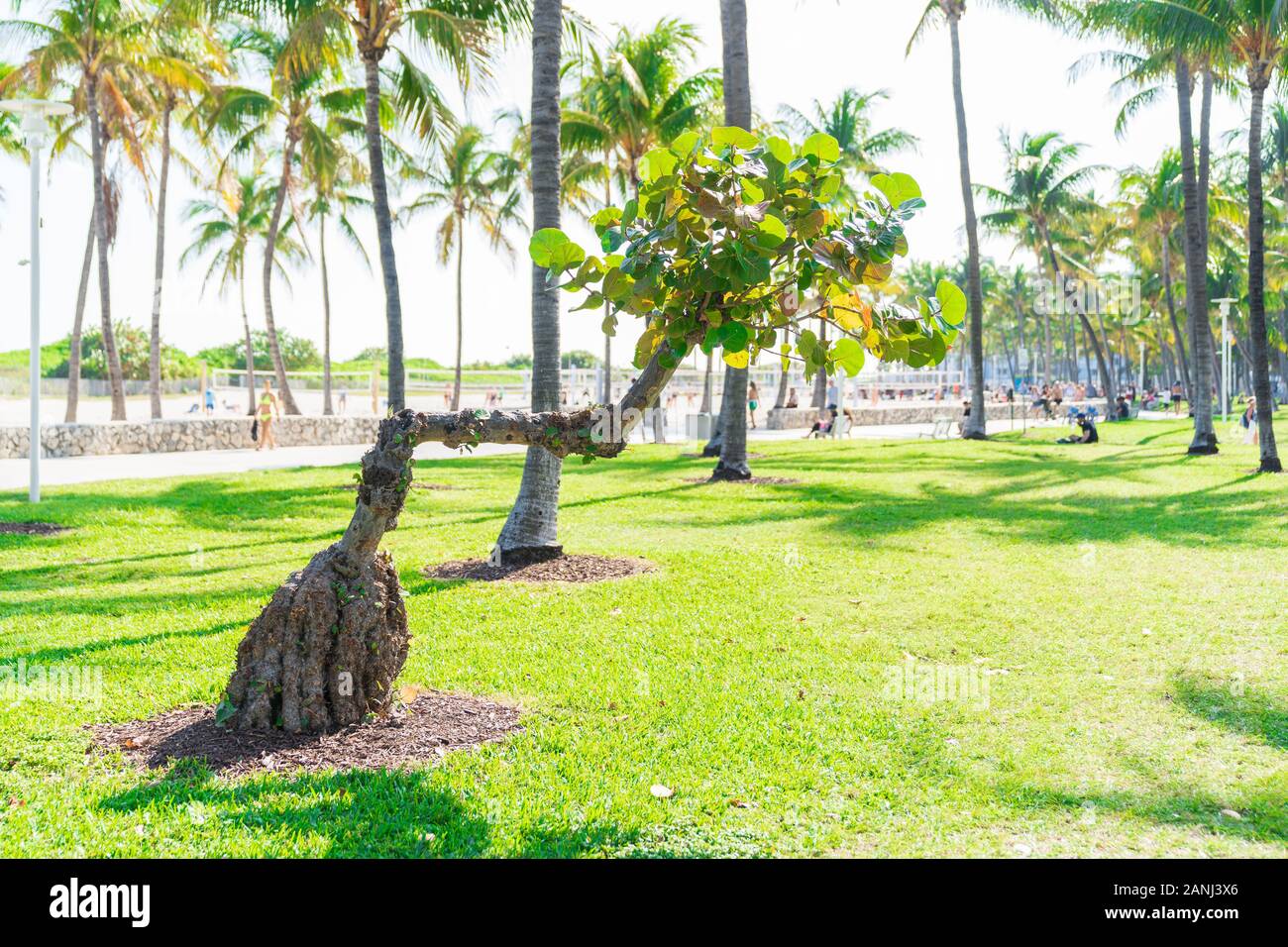 Interessanter L Shaped Tree In Ocean Drive, Miami, Florida. Stockfoto