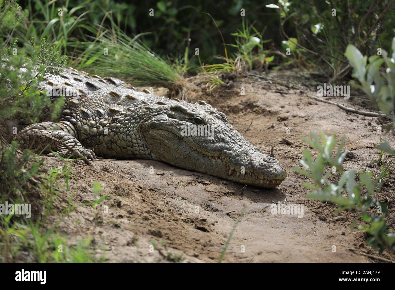 Großes Krokodil in Südafrika Stockfoto