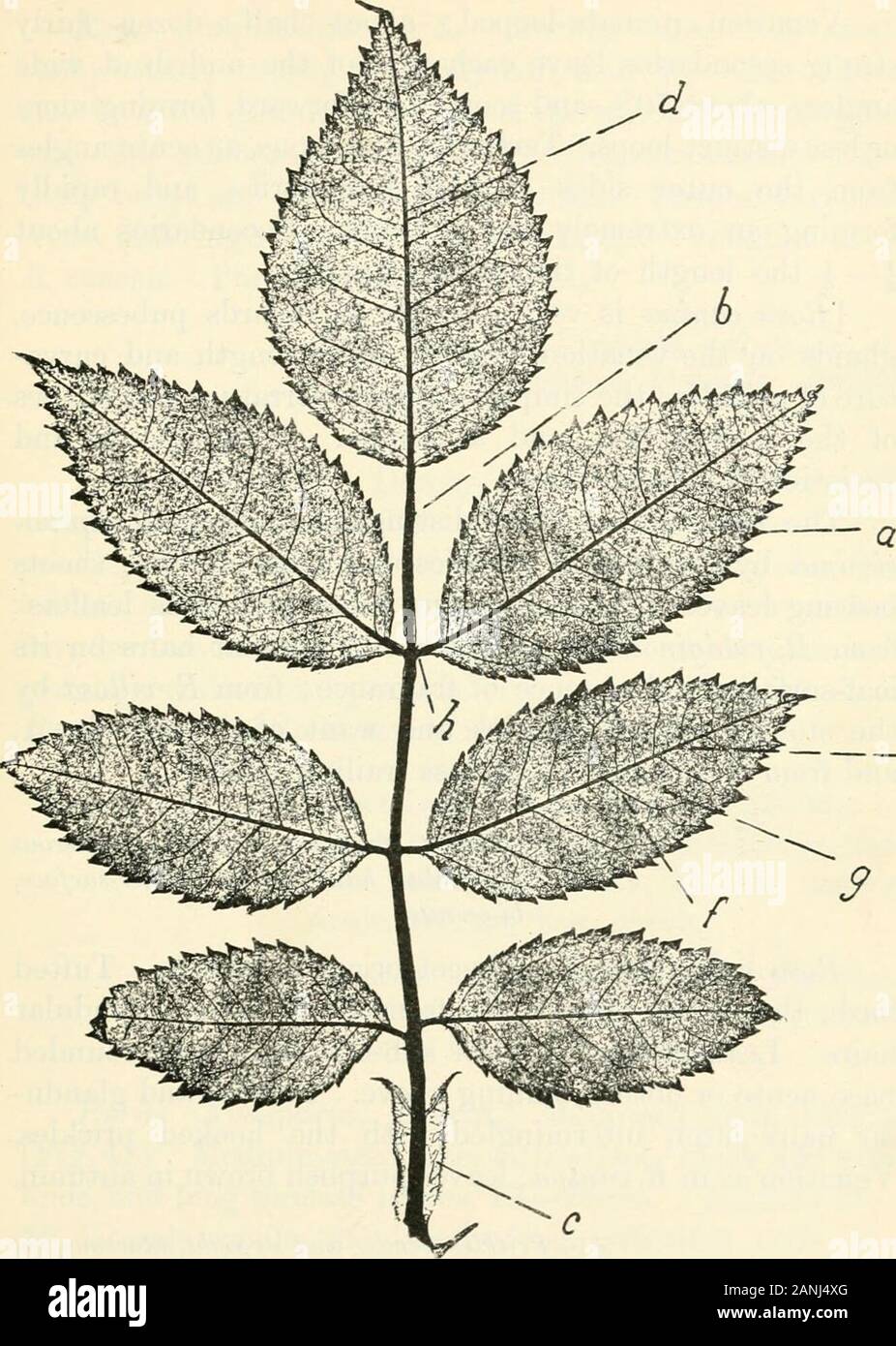 Bäume; ein Handbuch der Wald - Botanik für die Wälder und das Labor. Von lamina,&c die Zeichen der Triebe - z.b. eckig, Borstigen, stachelige, oder Drüsengewebe, Brückenbildung und Verwurzelung, &c.-und bestimmte Eigenheiten der Blumen und Früchte.] tt Flugblätter relativ klein, die ganze leafelongated und Gefiedert. Nebenblätter adnate andbroad oder foliaceous. Schießt zylindrisch. © KRIBBELT Stout, recurved und mehr oder lesscompressed wie Klauen, mit breiten Grundlagen. Ichl Broschüren nicht duftenden, noch evidentlyglandular auf die Venen; Oberfläche usuallyglabrous und Ränder gesägt. Rosa Canina, L. Dog Rose (Abb. 40). Lar Stockfoto