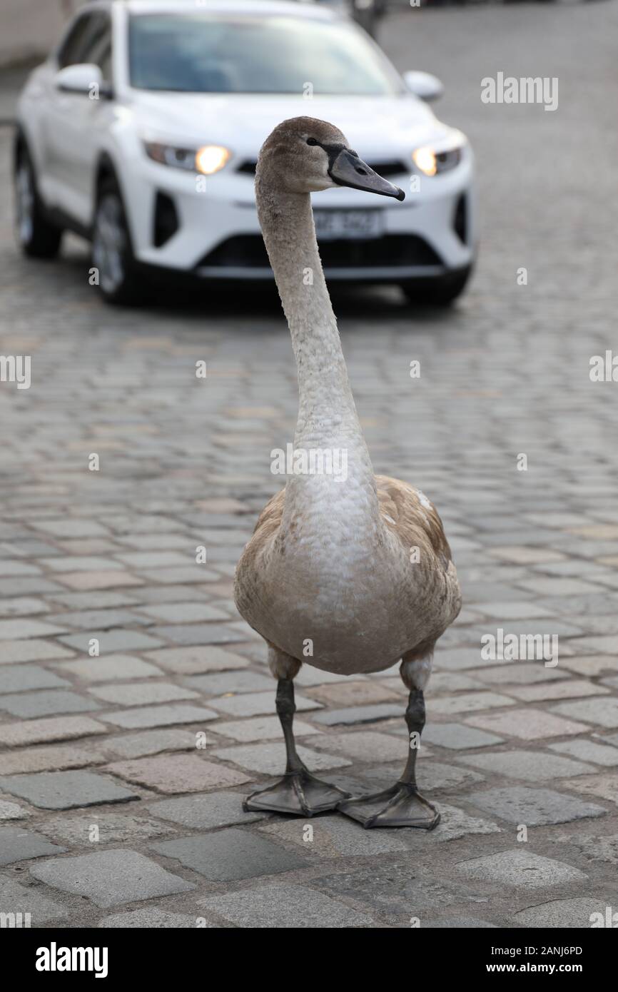 Wild Goose auf der Straße Stockfoto