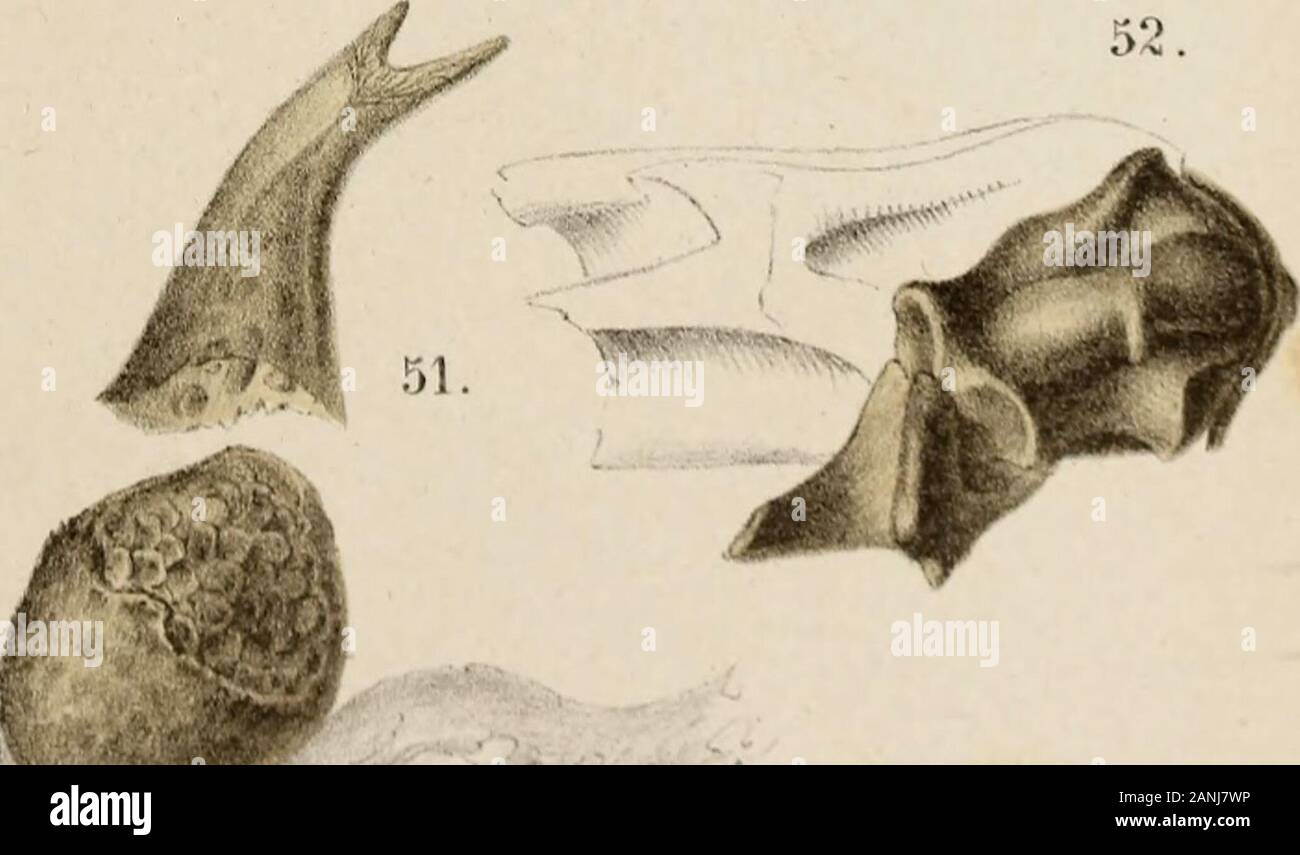 Salamandrina perspicillata und Geotriton fuscus: Versuch einer vergleichenden Anatomie der Salamandrinen, mit besonderer Berücksichtigung der Skelet-Verhaeltnisse. Stockfoto