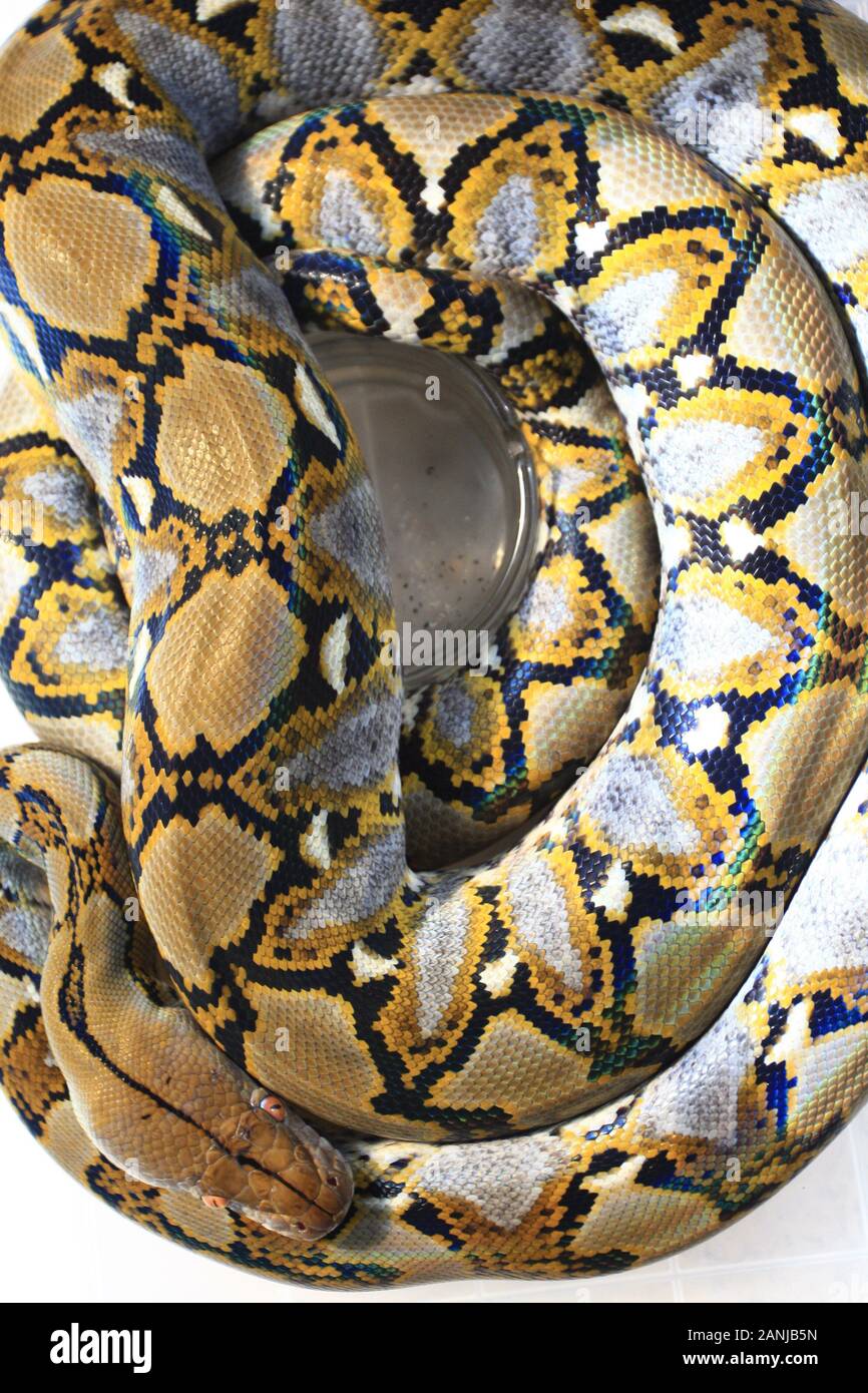 Netzpython Größe Grüner birmanischer python -Fotos und -Bildmaterial in hoher Auflösung ...