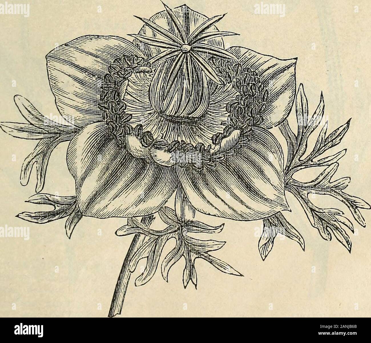 Der Vick illustrierter Katalog und floralen Leitfaden für 1868. - Soms sind extrem empfindliche sowie schöner. Sie am Besten, wenn gesät in einem Frame andtransplanted früh, als die Sonne die Blumen verletzt. Sie fein den ganzen Sommer, ifplanted in einem eher kühlen, schattigen Platz. Stellen Sie ungefähr sechs Zoll auseinander. Ein paar Pflanzen earlyamong Frühling - Blumenzwiebeln, wie Tulpen, etc., blühen prächtig. Ein paar Samen scat-ten über Betten von Glühbirnen im Herbst wunderschön geblüht haben immer mit mir. Meine Kunden einigen, besonders im Westen, der Bericht viel Erfolg mit dieser schönen anddelicate Blumen. N Stockfoto