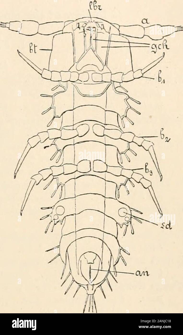 Text - das Buch der vergleichenden Anatomie. , Aber fast ausschließlich in der Pterygota, nur ein paar vorübergehend auf der Linie abdominal Segment in theembryo. Die rassischen Form der Pterygota ist vom Apterygota abgeleitet - wie racialform aller Hexapoda, von dem aus die verschiedenen Ordnungen von Insekten hergestellt wurden. Diese haben natürlich unabhängig voneinander entwickelt werden. Die Aufträge, deren Mitglieder werden eine allmähliche oder unvollständige Metamorphose, haben retainedthe ursprünglichen Eigenschaften in einem größeren Umfang als der Rest. Der remainingorders, wieder ist es der Lcpidopt Stockfoto