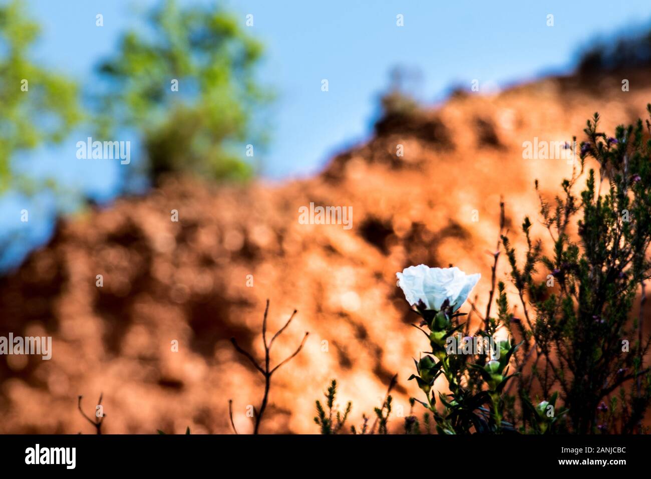 Blick auf eine Jara-Blume mit den Bergen von Las Medulas im Hintergrund. Stockfoto