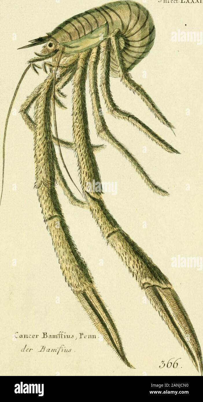 Gemeinnüzzige Naturgeschichte des Thierreichs: Darinn die merkwürdigsten und nüzlichsten Thiere in systematischer Ordnung beschrieben und alle Geschlechter in Abbildungen nach der Natur vorgestellet werden. Krebs TTantis, Lm. drr UelptnfterfCreps • O 65 Jnied. LXXXlI.. Krebs. Bamffiiu, Iimder JjarnhiLS. J-nfect, LXXXSLL Stockfoto