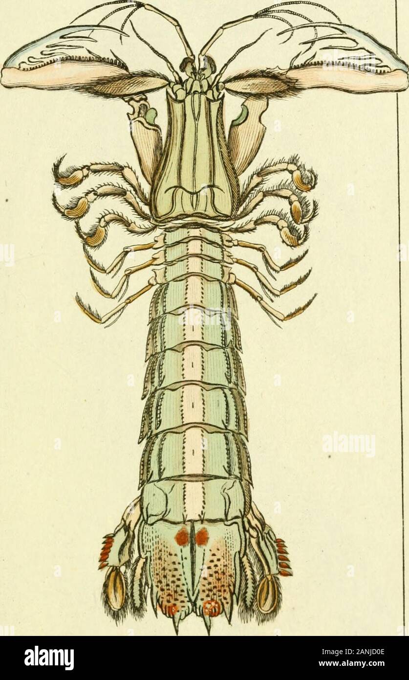 Gemeinnüzzige Naturgeschichte des Thierreichs: Darinn die merkwürdigsten und nüzlichsten Thiere in systematischer Ordnung beschrieben und alle Geschlechter in Abbildungen nach der Natur vorgestellet werden. Krebs Arctu. s, Lmder Hartnkrebs. 564 Jufrrt. LXXXE. c.^. Krebs TTantis, Lm. drr UelptnfterfCreps • O 65 Jnied. LXXXlI. Stockfoto