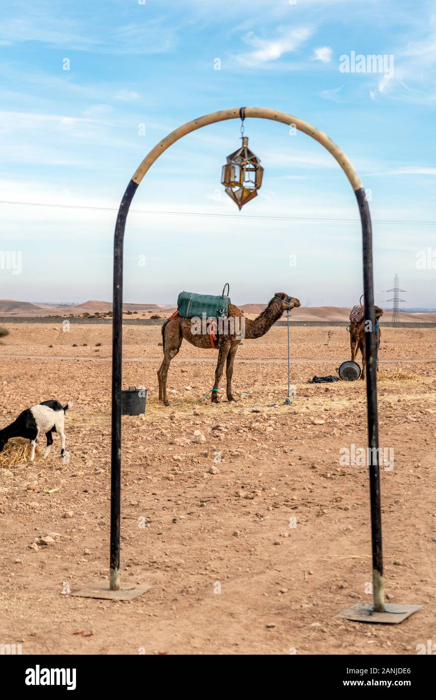 Dromedar Kamel mit Sattel nomad Siedlung auf Agafay Wüste, Marrakesch, Marokko Stockfoto