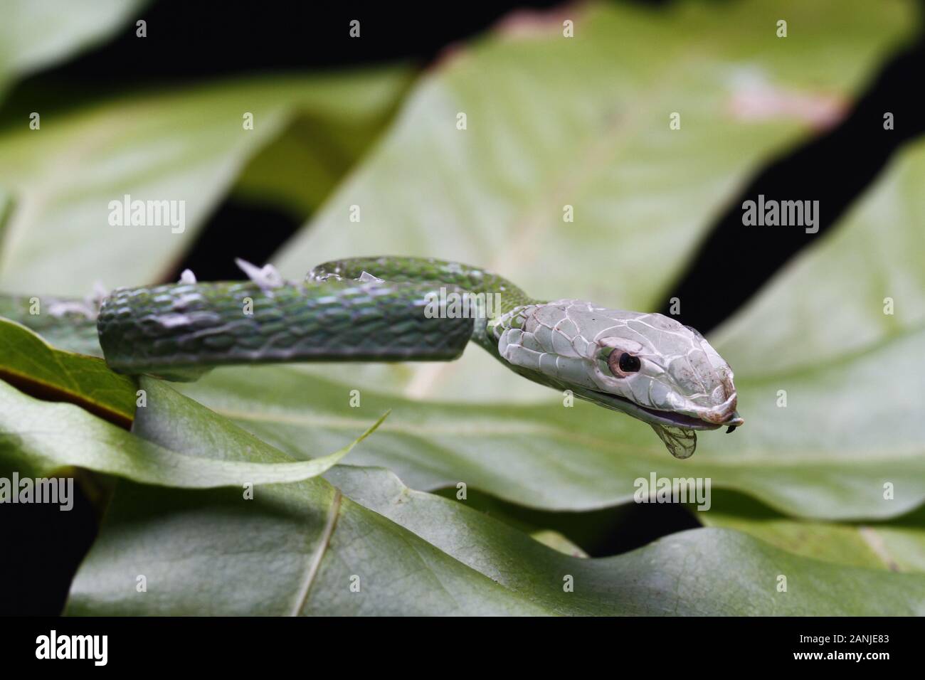 Nahaufnahme des Asiatischen Weinstock Schlange (Ahaetulla prasina) Shedding ist es die Haut. Stockfoto