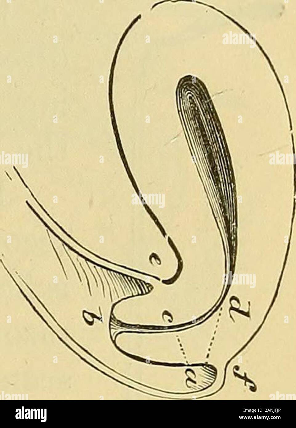 Klinische Hinweise auf das Uterus Chirurgie: mit besonderem Bezug auf die Verwaltung der sterilen Zustand. Abb. 60. Der Menstruation. 167. Abb. 61. Wie der Anterioren, Messen von der OS zur anteriorcul-de-sac. Ich habe wiederholt die bilateraloperation auf solche Fälle wie dieser ohne Verbesserung durchgeführt, und das Beste von Gründen. Wenn wir eine flexible tubethe Größe des Zervixkanals und Kurve es als representedby das Diagramm (Abb. 61), es Flacht seitlich, unddem innere Concavo-Konvexe Oberflächen, unbedingt in der Nähe gebracht. • ipposition, ein fast Val-vular mechanisches Hindernis t vorhanden Stockfoto