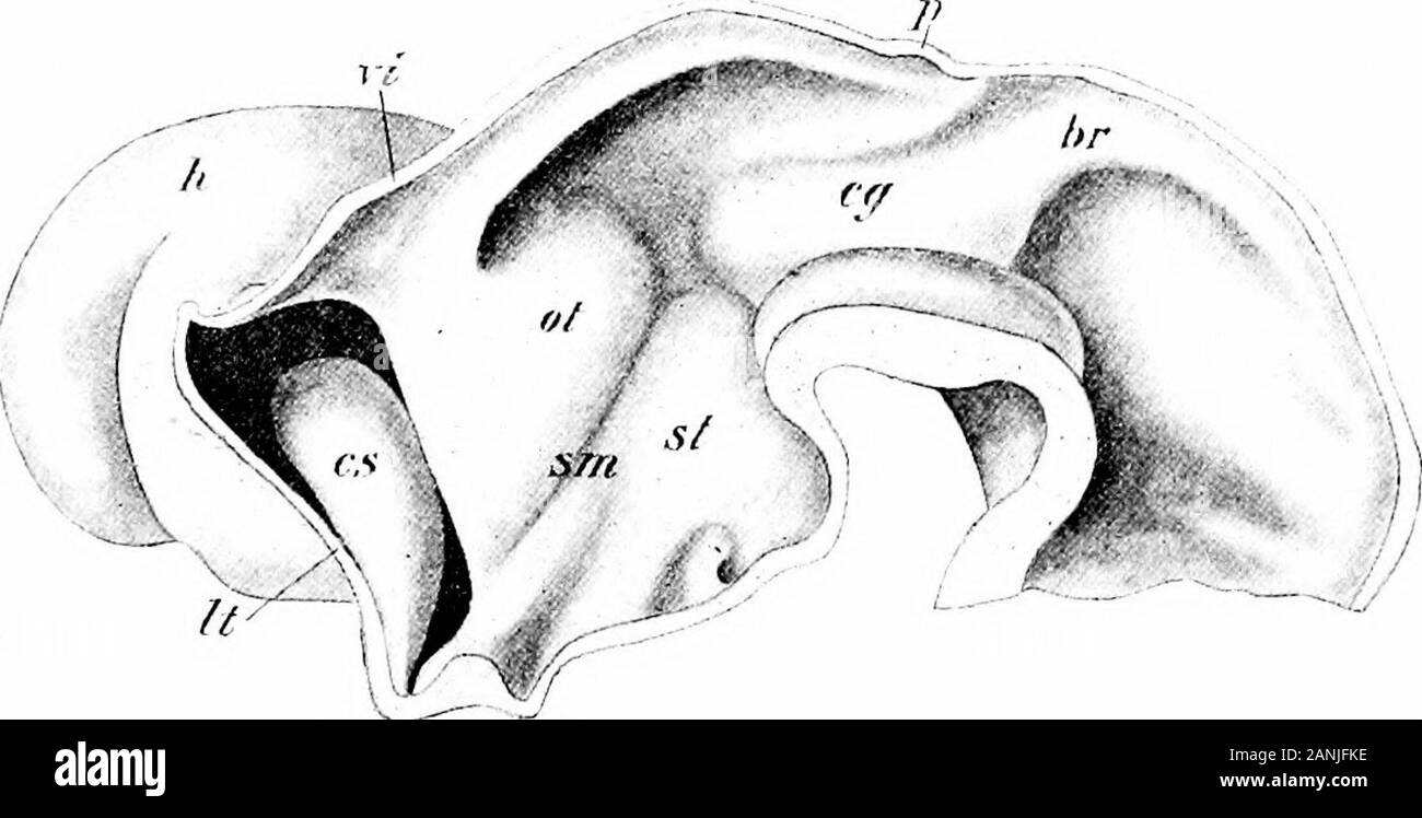 Die Entwicklung des menschlichen Körpers; eine manuelle menschliche Embryologie. der ventralen Teil der dorsalen Zonen die Optic evagi-Nationen gebildet, eine Depression, die optic Aussparung (oder), Kennzeichnung der Herkunft. Die ventrale Zonen sind aber schwach entwickelt, und formthe anterioren Teil der Subthalamischen Region, während bei theanterior Extremität der Bodenplatte eine evagination oc-curs, die infundibular Aussparung (IR), die streckt optisch zu forma Trichter-förmige Struktur bekannt als der Hypophyse. Atits Extremität der Hypophyse in Kontakt kommt während: dendruckpunkt Woche mit der erweiterten Extremität von rathkes Pouch DIE T Stockfoto