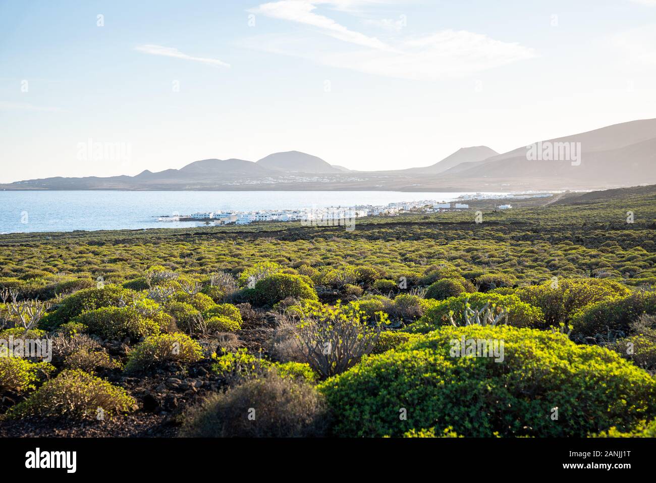 Green Bush und den Atlantischen Ozean, Lanzarote, Kanarische Inseln Stockfoto