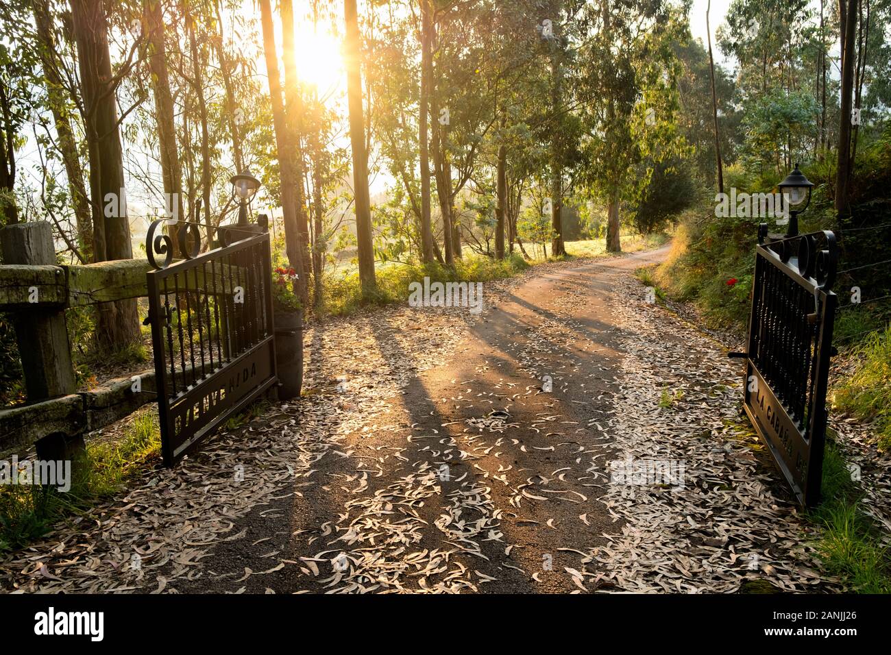 Eingangszaun der Anlage, flankiert von südblauen Kaugummis (Eucalytus globulus) bei Sonnenaufgang mit ornamentalen Eukalypten (Tezanos, Villacarriedo, Kantabrien, Spanien) Stockfoto