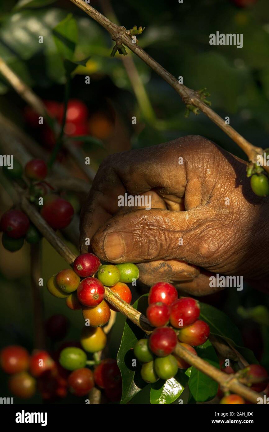 Einheimische Kommissionierung Arabica Kaffee in ihre Gärten Stockfoto