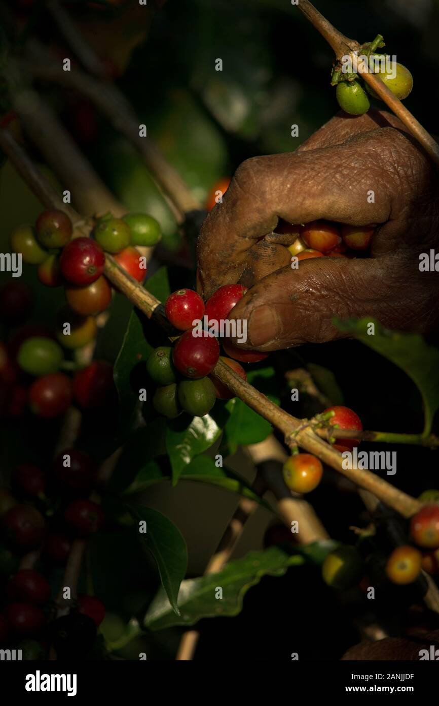 Einheimische Kommissionierung Arabica Kaffee in ihre Gärten Stockfoto