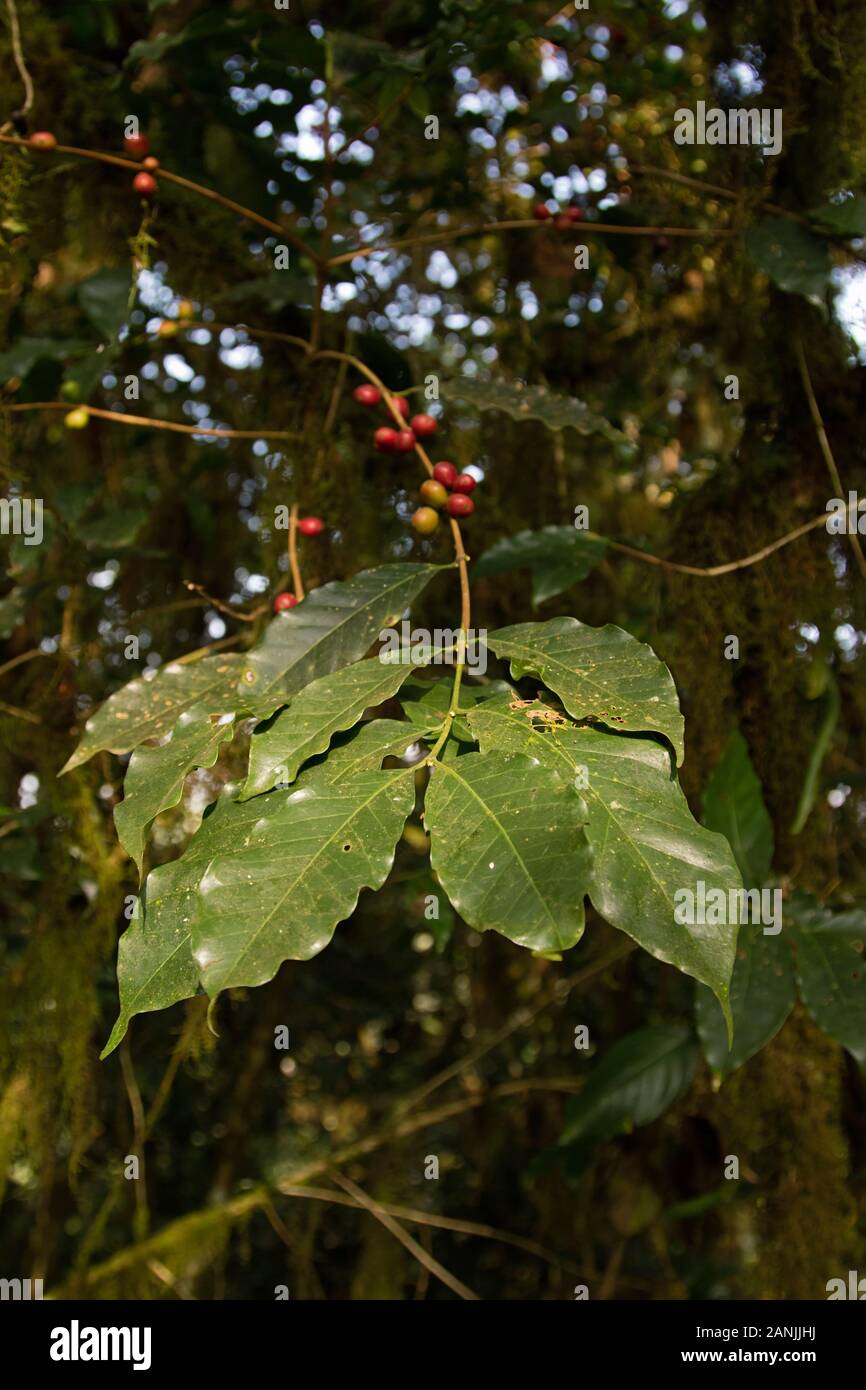 Wildkaffee in den Regenwäldern des Kafa Biosphärenreservat, die Herkunft der Arabica Kaffee Stockfoto