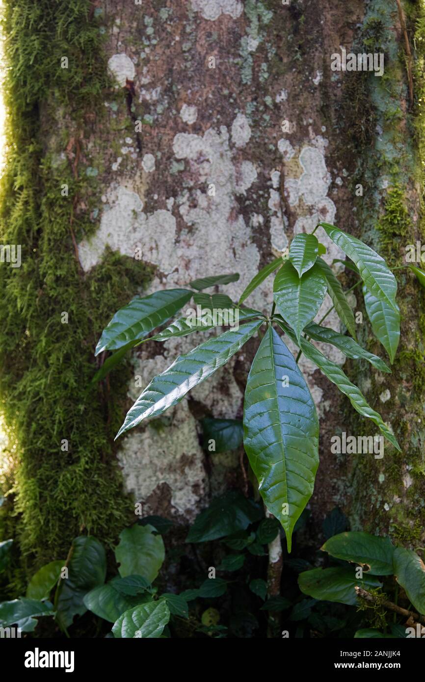 Junge Pflanze im Regenwald von teh Kafa Biosphärenreservat, die Herkunft der Arabica Kaffee Stockfoto