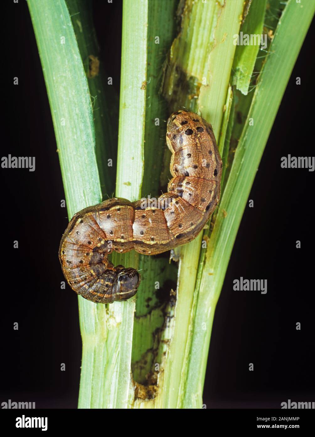 Herbst (Spodoptera frugiperda) armyworm Caterpillar Fütterung mit Mais oder Getreide Stengel und Blätter, North Carolina, USA, Oktober Stockfoto