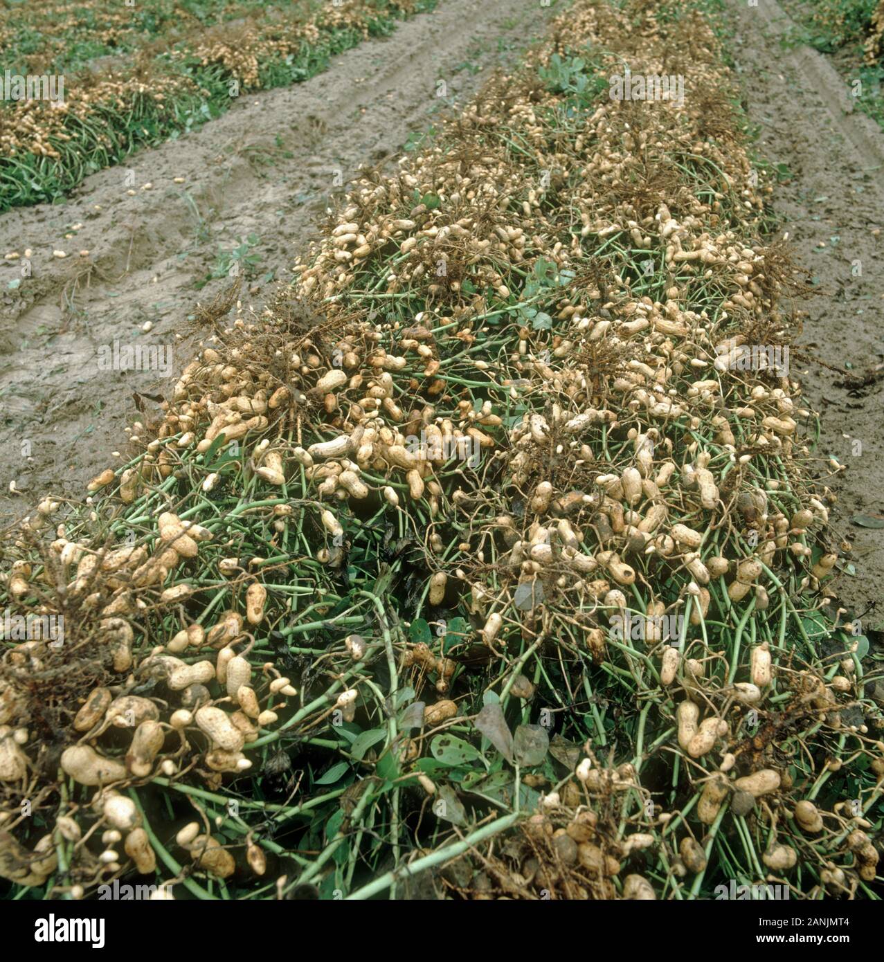 Erdnüsse oder Erdnüsse umgedreht, bevor Sie die Muttern gesammelt und geerntet, North Caroline, USA, Oktober Stockfoto