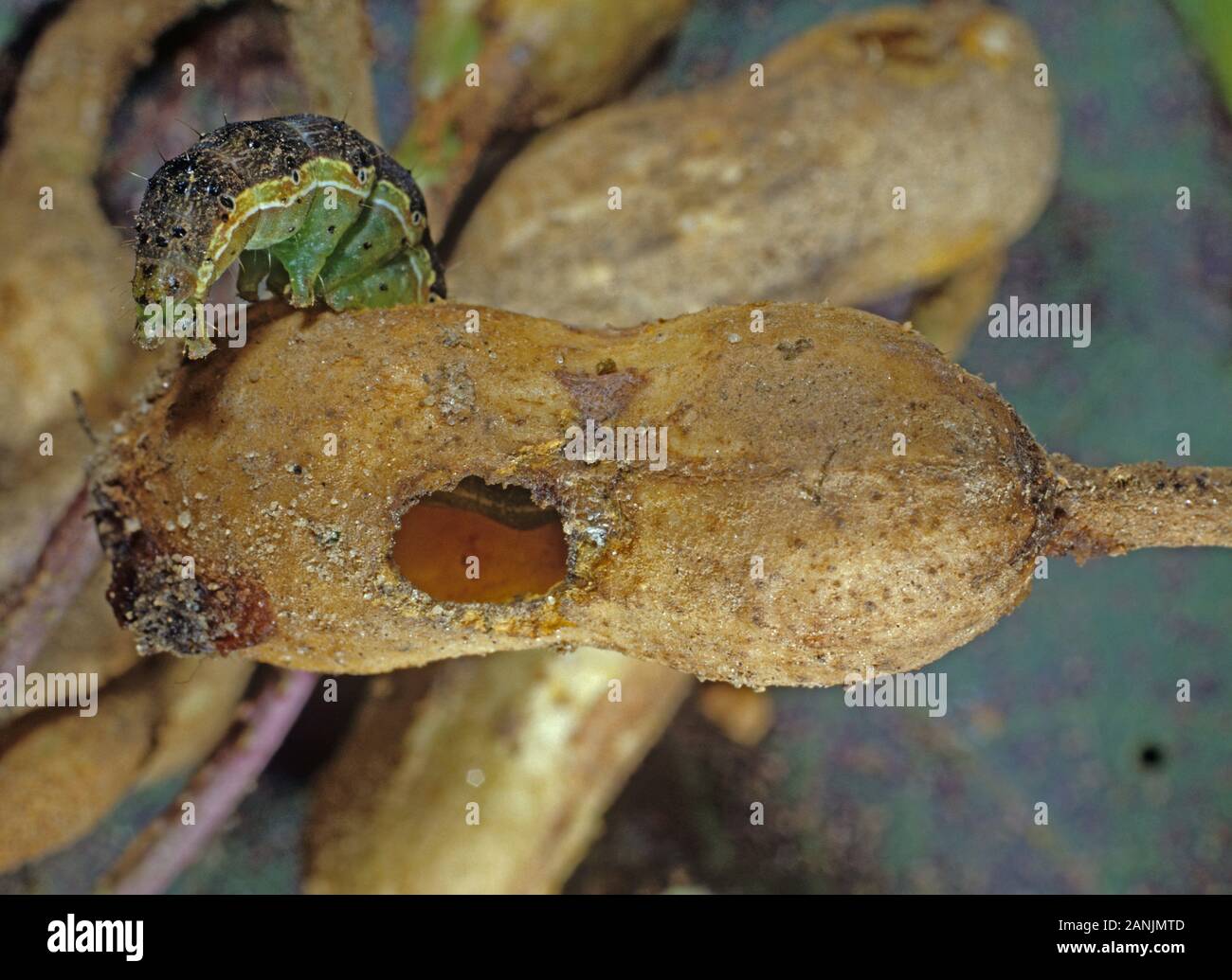 Baumwollkapselwurms oder fruitworm (Helicoverpa spp.) Caterpillar Fütterung auf und schädlichen Erdnuß-Kernel, Nord-Carolina, Oktober Stockfoto