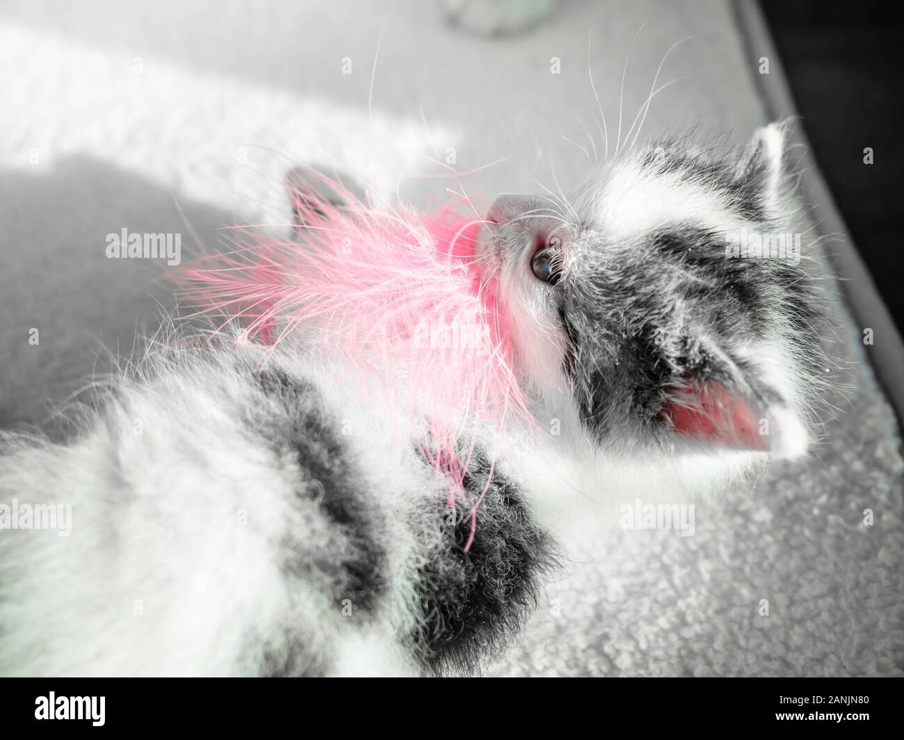 Ein süßes kleines Kätzchen spielen mit rosa Feder auf einem weissen Teppich auf der Sonne. Süße kleine Kitty hält in den Zähnen Spielzeug Stockfoto