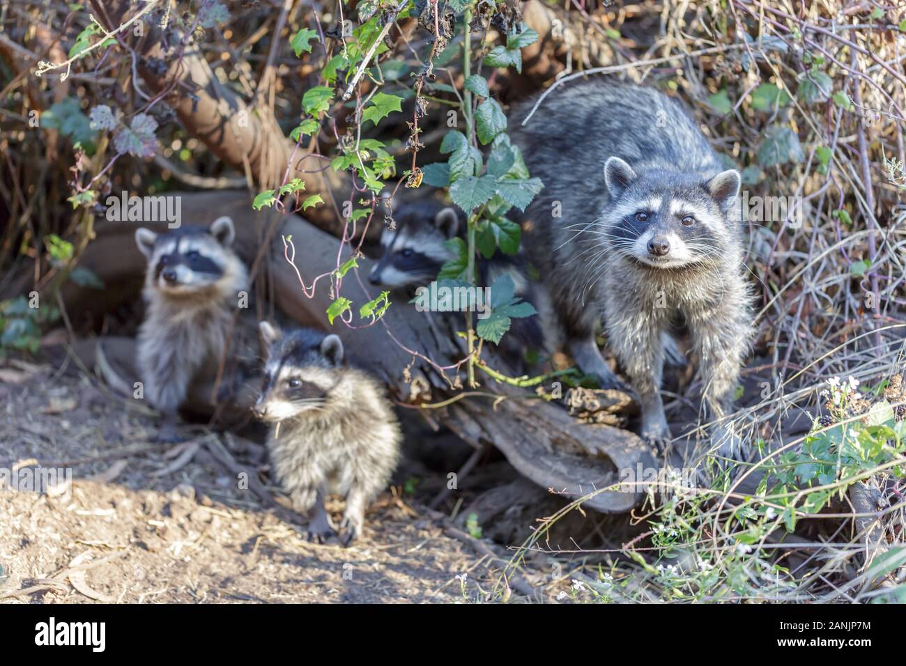 Waschbär (Procyon Lotor) Familie heraus für Beeren. Stockfoto